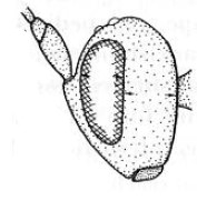 head lateral view