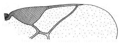 part of the fore wing