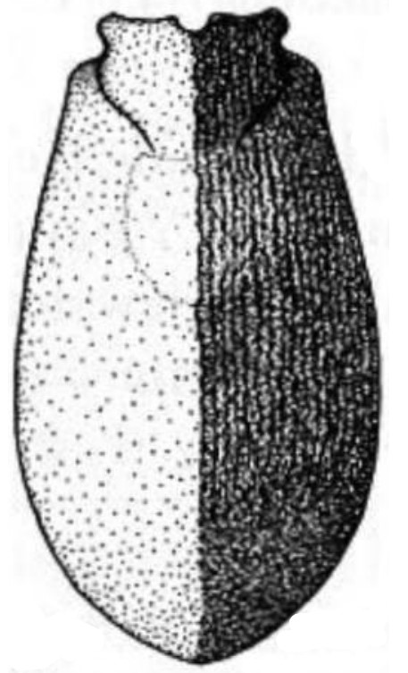 ♀ metasoma, dorsal view