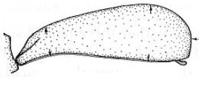 ♀ metasoma, lateral view
