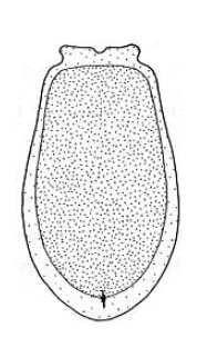 ♀ metasoma, ventral view