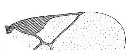 part of the fore wing