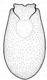 ♂ metasoma, dorsal view