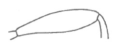 hind femur