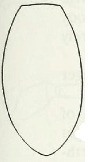 <del>metasoma, dorsal view</del>
