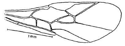 fore wing