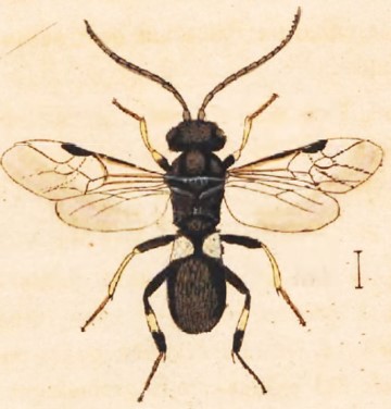 habitus