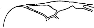 ♂ part of fore wing