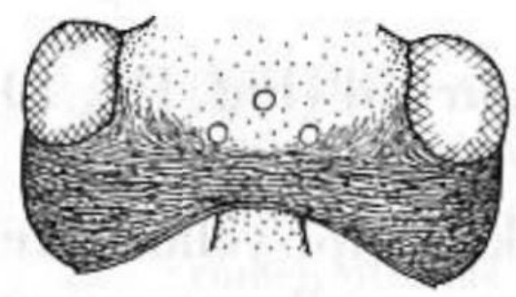 head in dorsal view