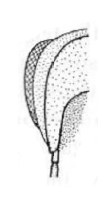 left hind part of head with occipital and hypostomal carinae