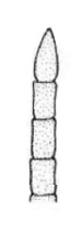 antennal segments 13-16