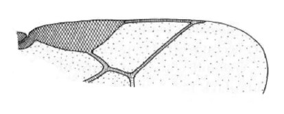 distal part of right fore wing