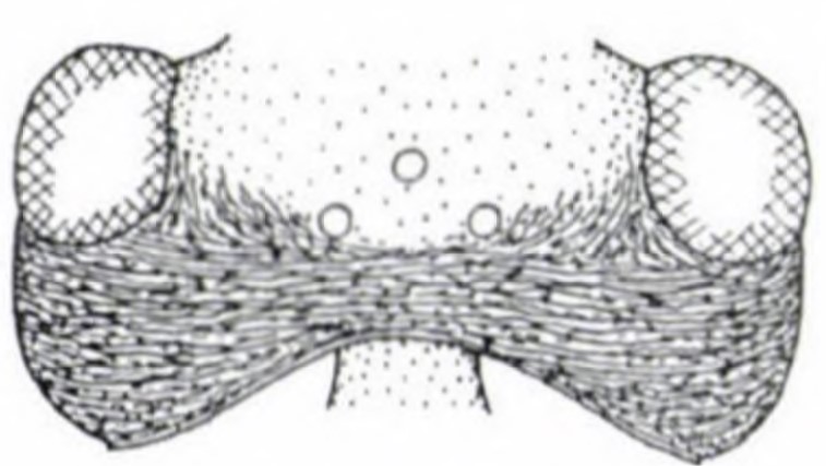 head in dorsal view