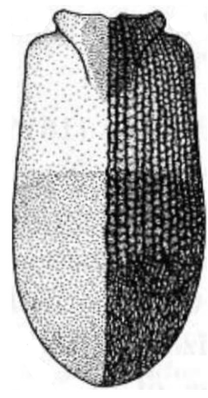 carapace in dorsal view