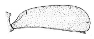 carapace in lateral view