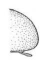 hind end of carapace in lateral view