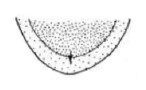 hind end of carapace in ventral view