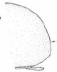 hind end of carapace in lateral view