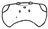 ♂ head in dorsal view