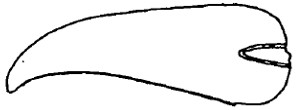 ♂ carapace in lateral view