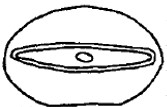 ♂ carapace, posterior end