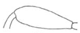hind femur