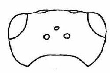  head, dorsal view