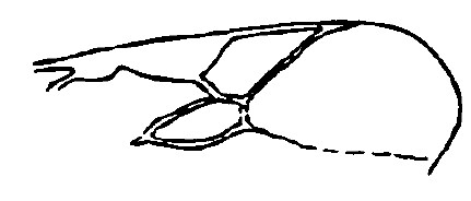 part of fore wing