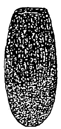 ♀ carapace in dorsal view (with sculpture)
