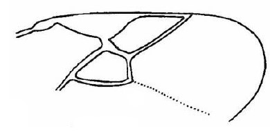 part of fore wing