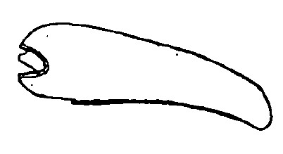 ♂ carapace in lateral view