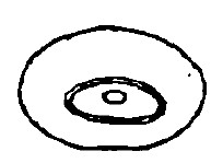 ♂ carapace, posterior end