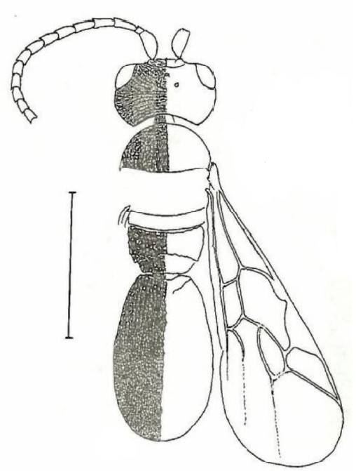 ♀ body (general dorsal aspect with sculpture)