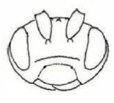 ♀ head (frontal aspect)