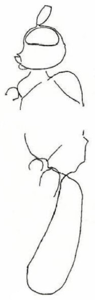 ♀ body (lateral aspect)