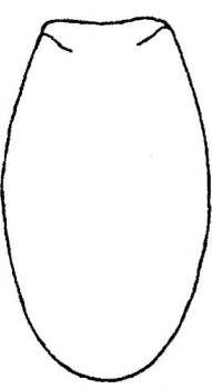 ♀ metasoma, dorsal view