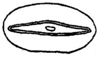 ♂ metasoma, posterior view