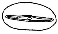 ♂ metasoma, posterior view