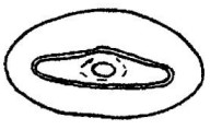 ♂ metasoma, posterior view