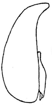 ♀ metasoma, lateral view