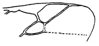 ♂ part of fore wing