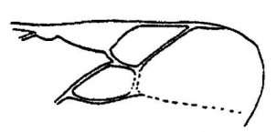 ♂ part of fore wing