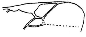 ♂ part of fore wing
