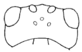 head in dorsal view