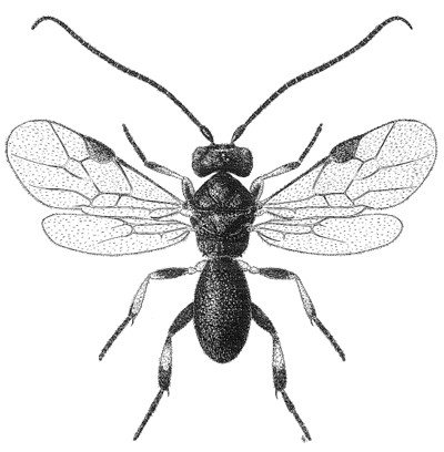 habitus