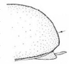hind end of female carapace in lateral view