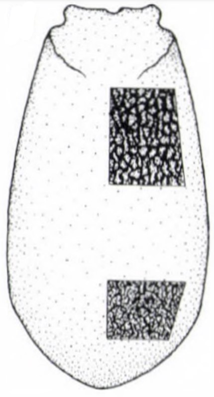  male carapace in dorsal view