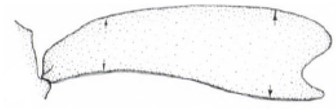 male carapace in lateral view
