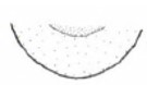 hind end of male carapace in ventral view