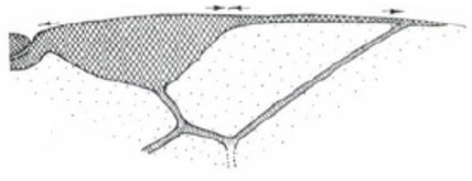 distal part of female right fore wing
